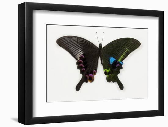 The Blue Peacock Swallowtail Butterfly, Top and Bottom Wing Comparison-Darrell Gulin-Framed Photographic Print