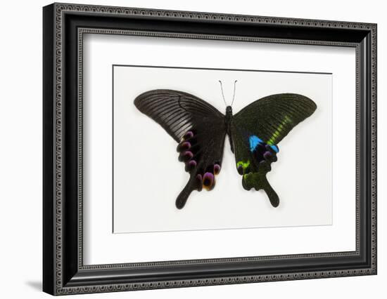 The Blue Peacock Swallowtail Butterfly, Top and Bottom Wing Comparison-Darrell Gulin-Framed Photographic Print