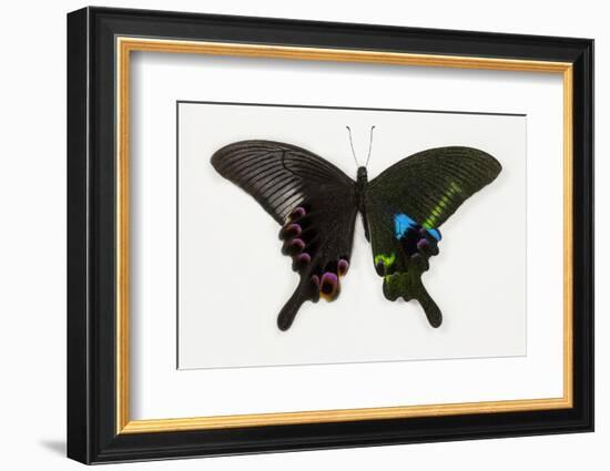 The Blue Peacock Swallowtail Butterfly, Top and Bottom Wing Comparison-Darrell Gulin-Framed Photographic Print