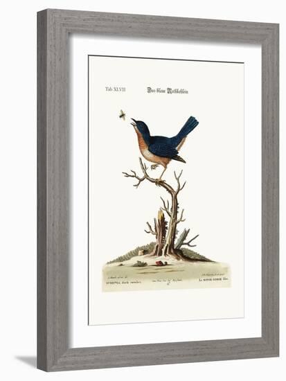 The Blue Red-Breast, 1749-73-George Edwards-Framed Giclee Print