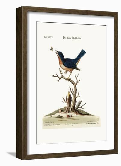 The Blue Red-Breast, 1749-73-George Edwards-Framed Giclee Print