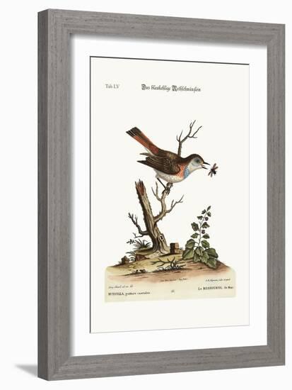 The Blue-Throat Redstart, 1749-73-George Edwards-Framed Giclee Print