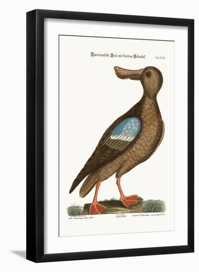 The Blue-Wing Shoveler, 1749-73-Mark Catesby-Framed Giclee Print