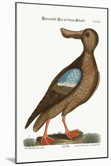 The Blue-Wing Shoveler, 1749-73-Mark Catesby-Mounted Giclee Print