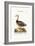 The Blue-Winged Goose, 1749-73-George Edwards-Framed Giclee Print