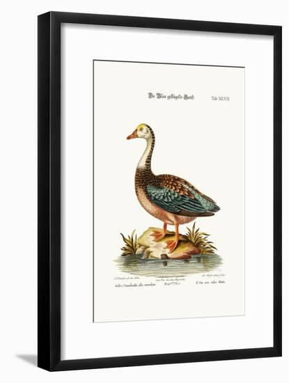 The Blue-Winged Goose, 1749-73-George Edwards-Framed Giclee Print