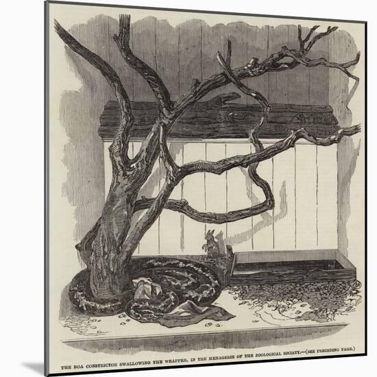 The Boa Constrictor Swallowing the Wrapper, in the Menagerie of the Zoological Society-null-Mounted Giclee Print