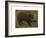 The Boar-Rosa Bonheur-Framed Premium Giclee Print