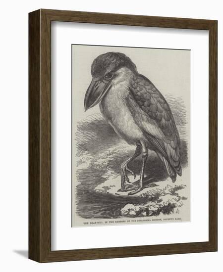 The Boat-Bill, in the Gardens of the Zoological Society, Regent's Park-Thomas W. Wood-Framed Giclee Print