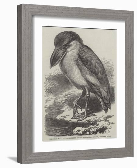 The Boat-Bill, in the Gardens of the Zoological Society, Regent's Park-Thomas W. Wood-Framed Giclee Print