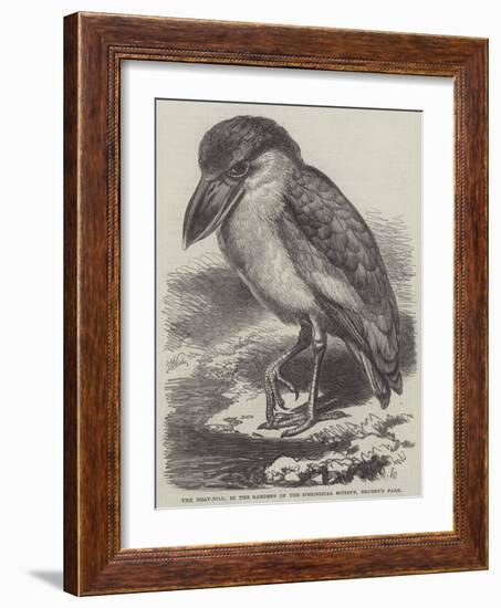 The Boat-Bill, in the Gardens of the Zoological Society, Regent's Park-Thomas W. Wood-Framed Giclee Print