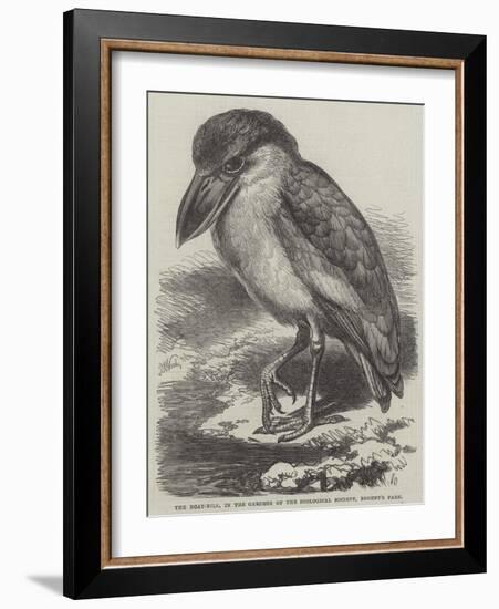 The Boat-Bill, in the Gardens of the Zoological Society, Regent's Park-Thomas W. Wood-Framed Giclee Print