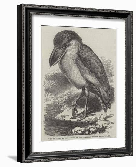 The Boat-Bill, in the Gardens of the Zoological Society, Regent's Park-Thomas W. Wood-Framed Giclee Print