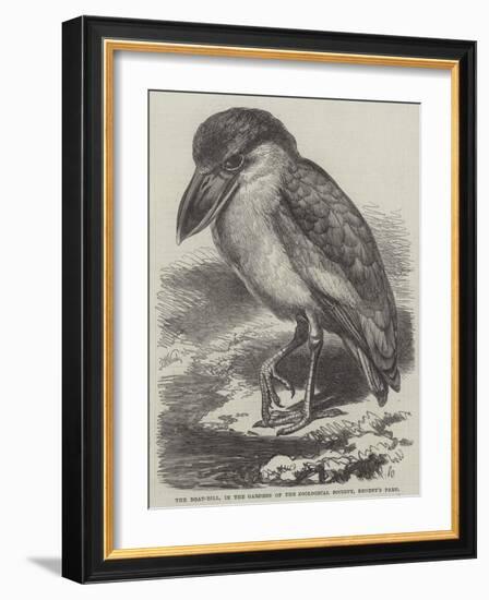 The Boat-Bill, in the Gardens of the Zoological Society, Regent's Park-Thomas W. Wood-Framed Giclee Print