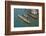 The boats of the historical procession for the historical Regatta on the Grand Canal of Venice-Carlo Morucchio-Framed Photographic Print