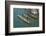 The boats of the historical procession for the historical Regatta on the Grand Canal of Venice-Carlo Morucchio-Framed Photographic Print