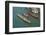 The boats of the historical procession for the historical Regatta on the Grand Canal of Venice-Carlo Morucchio-Framed Photographic Print