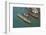 The boats of the historical procession for the historical Regatta on the Grand Canal of Venice-Carlo Morucchio-Framed Photographic Print