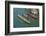 The boats of the historical procession for the historical Regatta on the Grand Canal of Venice-Carlo Morucchio-Framed Photographic Print