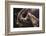 The Bond-Heike Willers-Framed Photographic Print