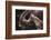 The Bond-Heike Willers-Framed Photographic Print