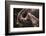 The Bond-Heike Willers-Framed Photographic Print