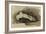 The Bones of a Female Human's Foot (Pencil with W/C and Bodycolour on Paper)-John Ruskin-Framed Giclee Print