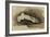 The Bones of a Female Human's Foot (Pencil with W/C and Bodycolour on Paper)-John Ruskin-Framed Giclee Print