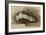 The Bones of a Female Human's Foot (Pencil with W/C and Bodycolour on Paper)-John Ruskin-Framed Giclee Print