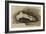 The Bones of a Female Human's Foot (Pencil with W/C and Bodycolour on Paper)-John Ruskin-Framed Giclee Print