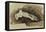 The Bones of a Female Human's Foot (Pencil with W/C and Bodycolour on Paper)-John Ruskin-Framed Premier Image Canvas