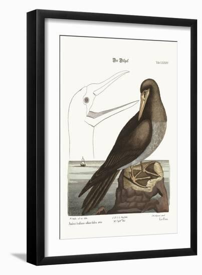 The Booby, 1749-73-Mark Catesby-Framed Giclee Print