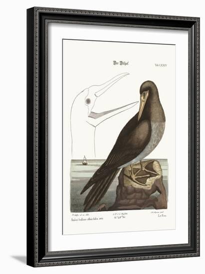 The Booby, 1749-73-Mark Catesby-Framed Giclee Print