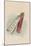 The Bottle, 1930-John Tenniel-Mounted Giclee Print
