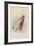 The Bottle, 1930-John Tenniel-Framed Giclee Print