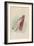 The Bottle, 1930-John Tenniel-Framed Giclee Print
