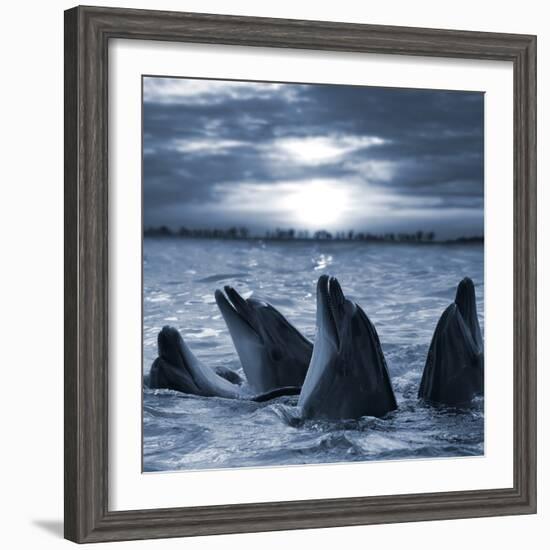 The Bottle-Nosed Dolphins In Sunset Light-sad444-Framed Photographic Print