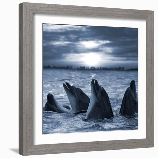 The Bottle-Nosed Dolphins In Sunset Light-sad444-Framed Photographic Print