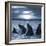 The Bottle-Nosed Dolphins In Sunset Light-sad444-Framed Photographic Print