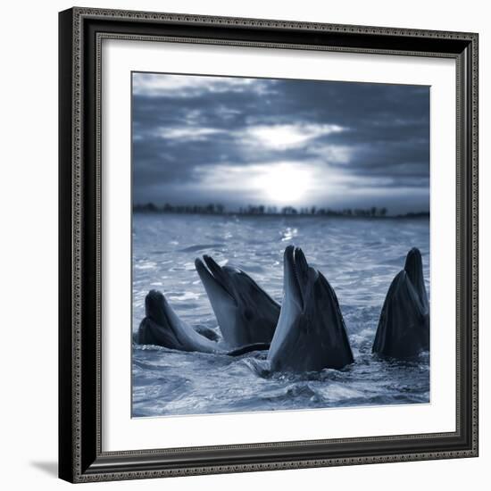 The Bottle-Nosed Dolphins In Sunset Light-sad444-Framed Photographic Print