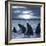 The Bottle-Nosed Dolphins In Sunset Light-sad444-Framed Photographic Print