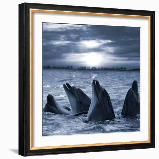 The Bottle-Nosed Dolphins In Sunset Light-sad444-Framed Photographic Print