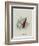 The Bottle-John Tenniel-Framed Giclee Print