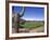 The Boulders Golf Course, Phoenix, AZ-Bill Bachmann-Framed Photographic Print