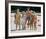 The Brady Bunch-null-Framed Photo