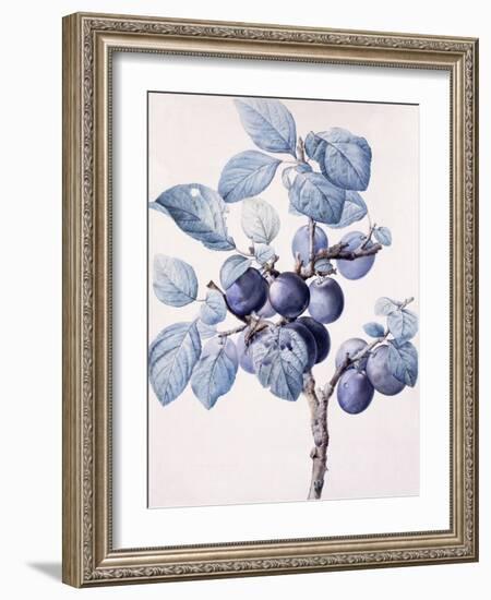 The Branch of a Plum-Tree Bearing Fruit with a Wasp Drinking Water on a Leaf-Pierre-Joseph Redouté-Framed Giclee Print