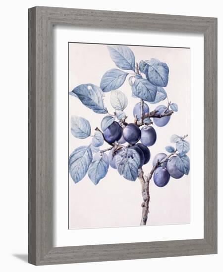 The Branch of a Plum-Tree Bearing Fruit with a Wasp Drinking Water on a Leaf-Pierre-Joseph Redouté-Framed Giclee Print