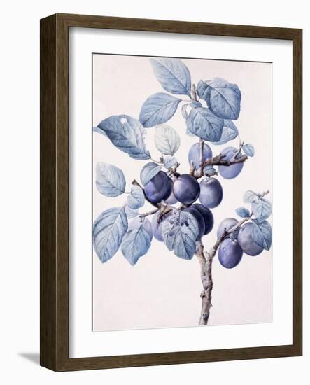 The Branch of a Plum-Tree Bearing Fruit with a Wasp Drinking Water on a Leaf-Pierre-Joseph Redouté-Framed Giclee Print