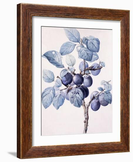 The Branch of a Plum-Tree Bearing Fruit with a Wasp Drinking Water on a Leaf-Pierre-Joseph Redouté-Framed Giclee Print