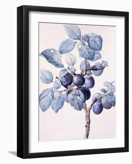 The Branch of a Plum-Tree Bearing Fruit with a Wasp Drinking Water on a Leaf-Pierre-Joseph Redouté-Framed Giclee Print